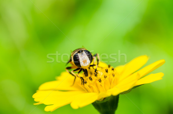 Vruchten bestanden bloem macro groene natuur Stockfoto © sweetcrisis