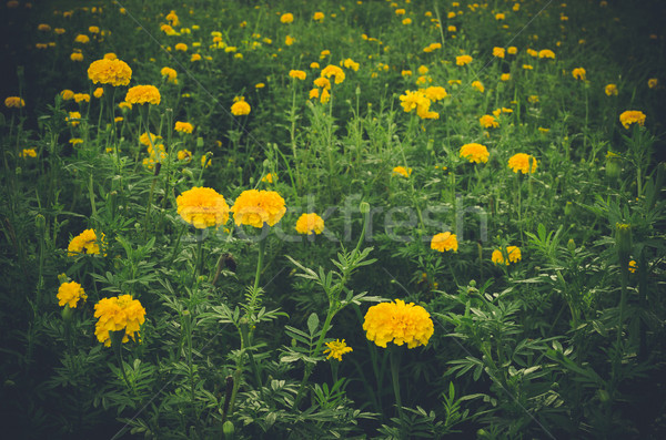 Stock fotó: Virág · természet · kert · fej · növény · Ázsia