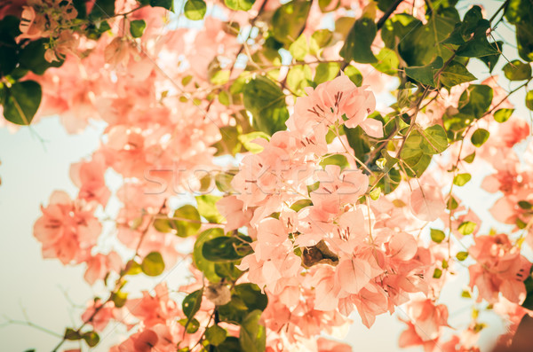 бумаги цветы Vintage саду природы парка Сток-фото © sweetcrisis