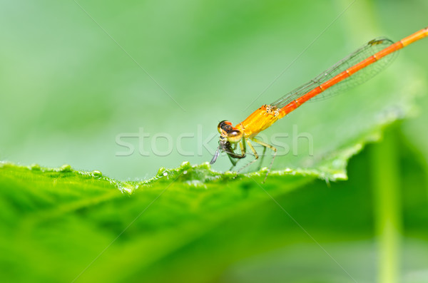 red damselfly or little dragonfly Stock photo © sweetcrisis