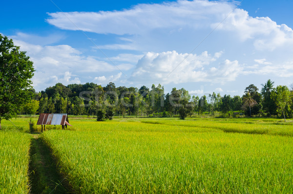Rice field and blue sky Stock photo © sweetcrisis