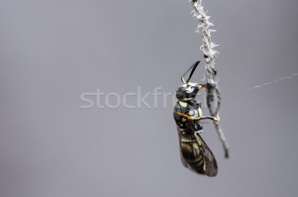 Avispa naturaleza negro educación insectos error Foto stock © sweetcrisis