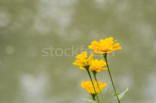 Cosmos sulphureus flower Stock photo © sweetcrisis
