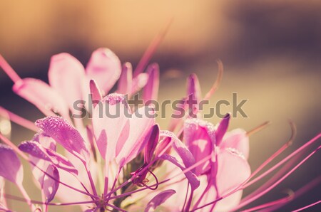 Cleome hassleriana or spider flower or spider plant Stock photo © sweetcrisis