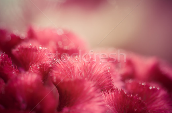 Celosia or Wool flowers or Cockscomb flower vintage Stock photo © sweetcrisis