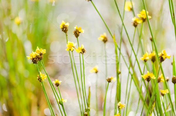 Xyris yellow flowers Stock photo © sweetcrisis