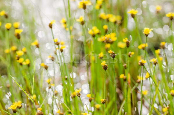 Flores amarillas flor silvestre Tailandia hierba naturaleza jardín Foto stock © sweetcrisis