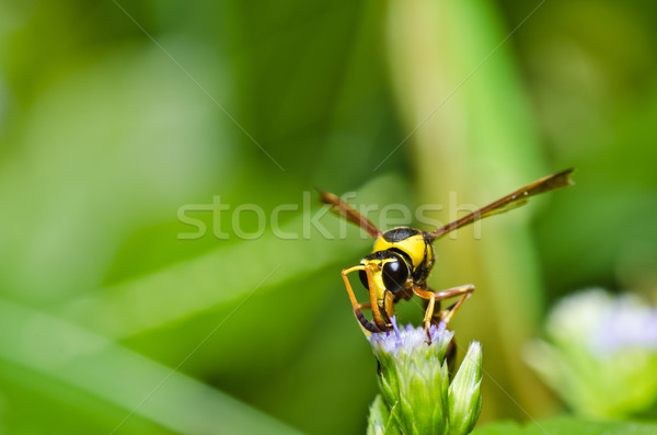 Stockfoto: Geel · wesp · groene · natuur · tuin