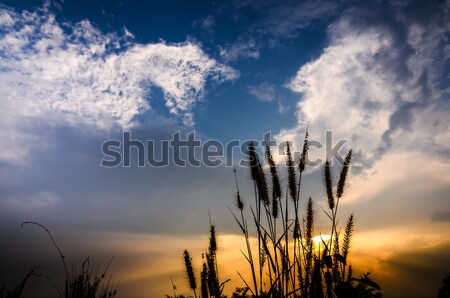 Stock fotó: Gaz · este · természet · virág · fű · naplemente