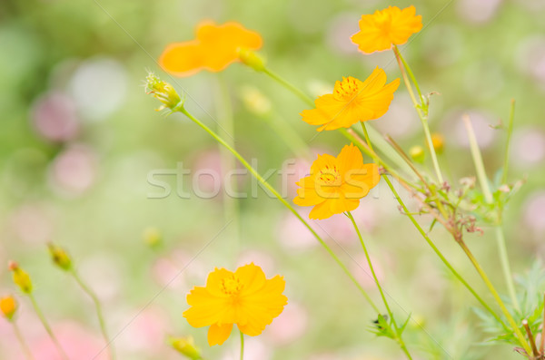 Cosmos sulphureus flower Stock photo © sweetcrisis