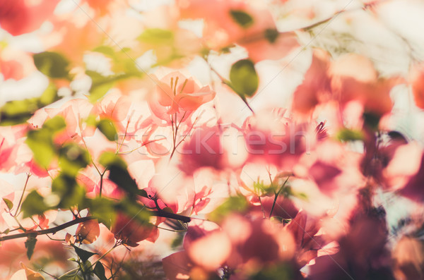 бумаги цветы Vintage саду природы парка Сток-фото © sweetcrisis