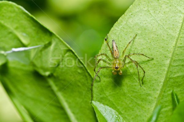 Foto d'archivio: Gambe · lunghe · spider · verde · natura · foresta · giardino