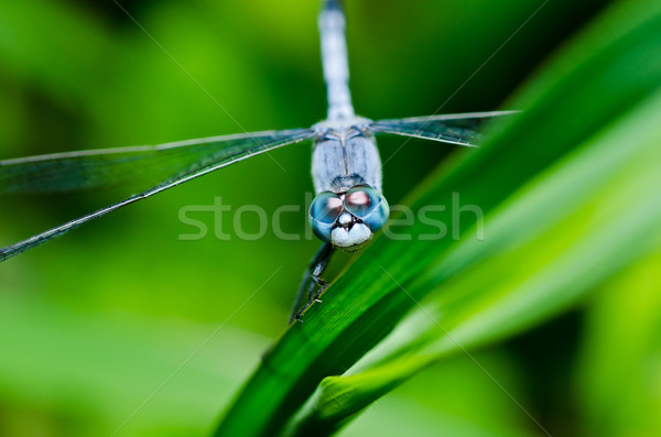 dragonfly in garden Stock photo © sweetcrisis