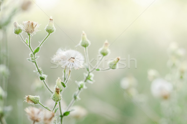 Blume Anlage Gras Unkraut Natur Garten Stock foto © sweetcrisis