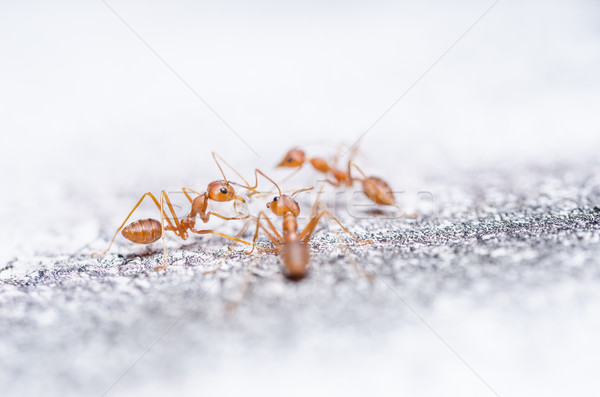 Red ants on the wall Stock photo © sweetcrisis