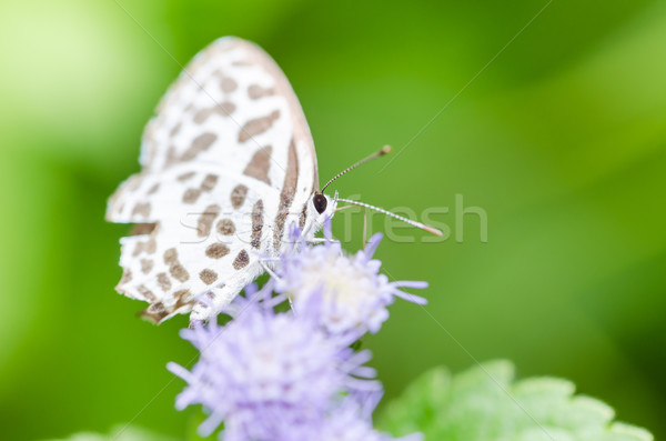 Pequeno borboleta natureza jardim primavera Foto stock © sweetcrisis