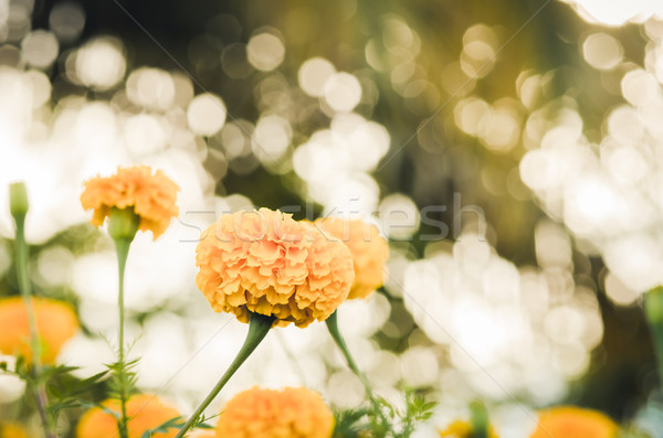 Fleur vintage nature jardin mariage tête [[stock_photo]] © sweetcrisis