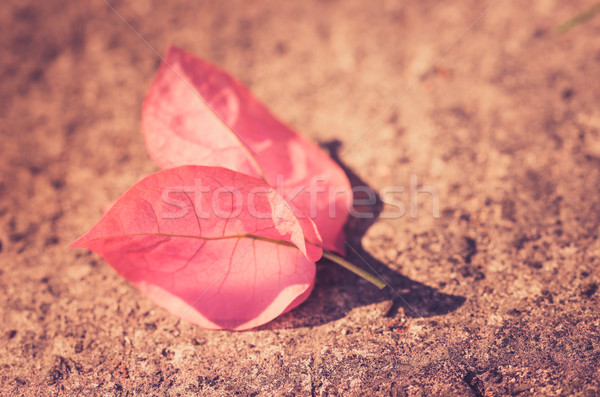 Papier bloemen vintage tuin natuur park Stockfoto © sweetcrisis