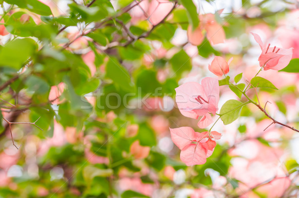 Papier bloemen tuin natuur park voorjaar Stockfoto © sweetcrisis