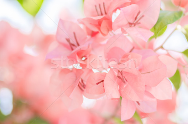 紙 花卉 花園 性質 公園 春天 商業照片 © sweetcrisis