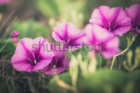 Stockfoto: Ochtend · glorie · bloemen · vintage · familie · natuur