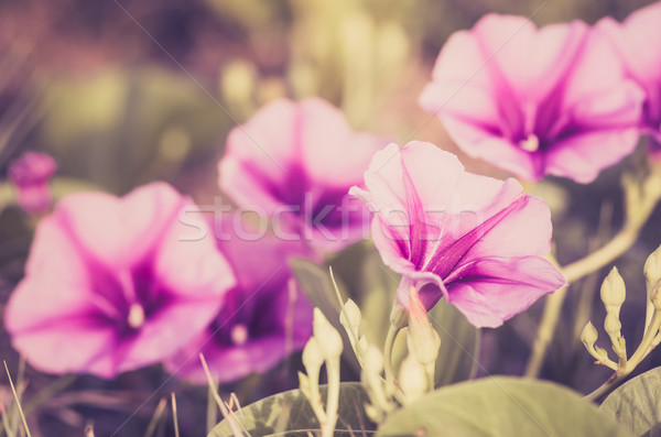 Morning glory or Convolvulaceae flowers vintage Stock photo © sweetcrisis