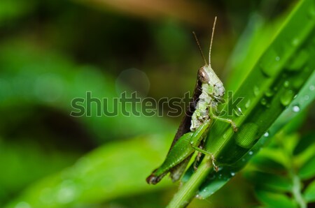 кузнечик зеленый природы саду продовольствие цвета Сток-фото © sweetcrisis