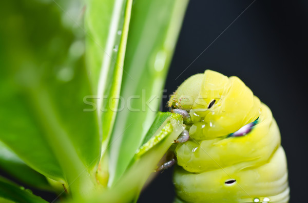 Wurm grünen Natur Garten Essen Biene Stock foto © sweetcrisis