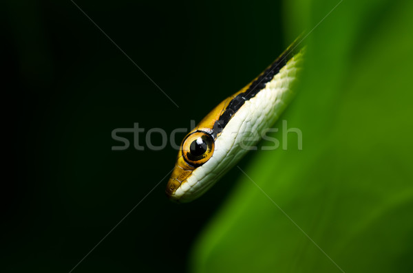 Stock fotó: Kicsi · kígyó · zöld · természet · erdő