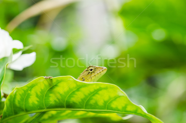 Stockfoto: Hagedis · groene · natuur · park · tuin · oog