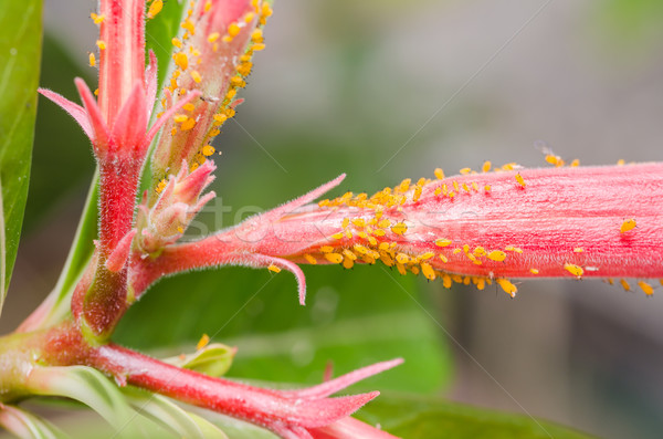 Aphids on the flower Stock photo © sweetcrisis