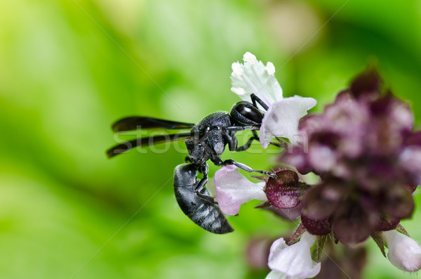 Black wasp in green nature or in garden Stock photo © sweetcrisis