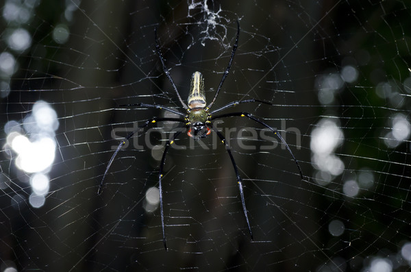 Gambe lunghe spider verde natura foresta primavera Foto d'archivio © sweetcrisis