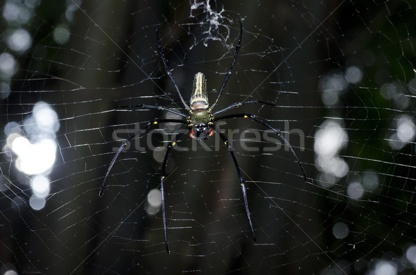 Lange Beine Spinne grünen Natur Wald Frühling Stock foto © sweetcrisis