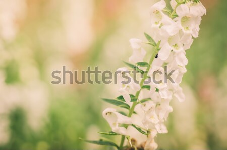 Antirrhinum Majus Or Snapdragons Or Dragon Flowers Vintage Stock Photo C Peerasith Chaisanit Sweetcrisis 4467931 Stockfresh