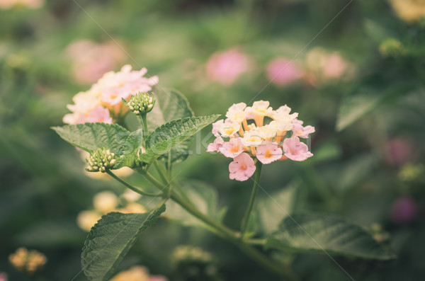Salbei Tuch Gold Jahrgang Blumengarten Stock foto © sweetcrisis