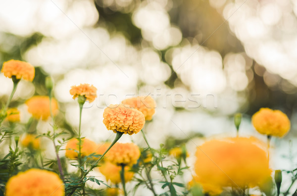 Fleur vintage nature jardin mariage tête [[stock_photo]] © sweetcrisis