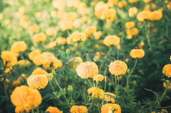 Fiore vintage natura giardino wedding testa Foto d'archivio © sweetcrisis