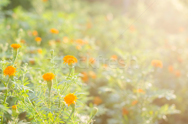 Fleur nature jardin tête usine Asie [[stock_photo]] © sweetcrisis