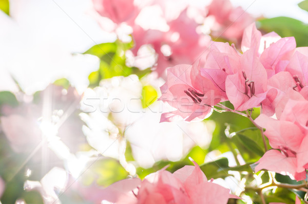 Papier bloemen tuin natuur park voorjaar Stockfoto © sweetcrisis