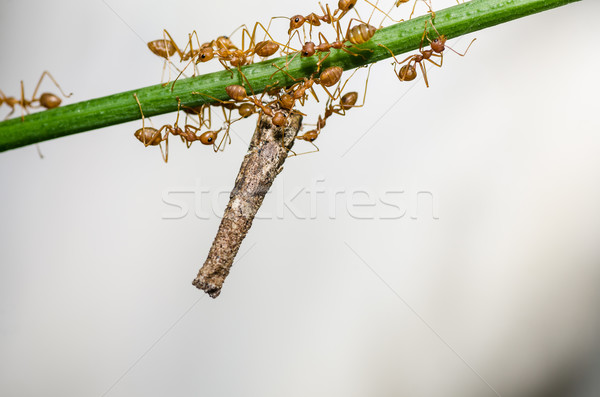 Foto d'archivio: Rosso · ant · macro · verde · natura · foresta