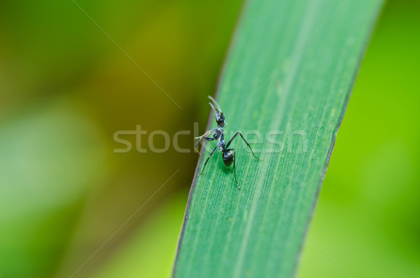 Noir fourmis vert nature jardin [[stock_photo]] © sweetcrisis