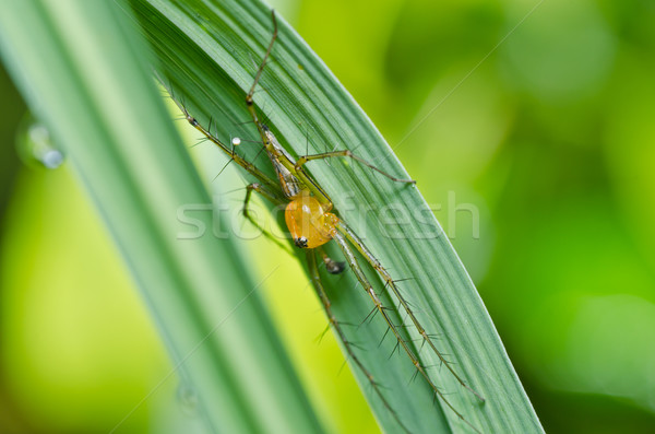 long legs spider in green nature Stock photo © sweetcrisis