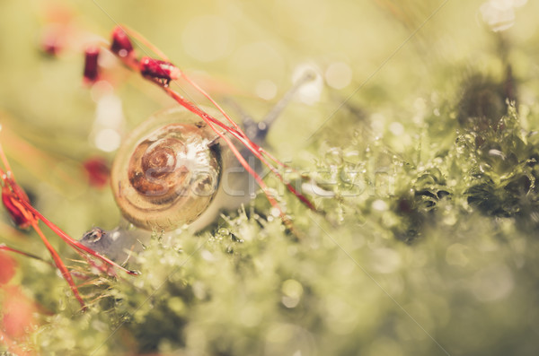 Snails and moss Stock photo © sweetcrisis