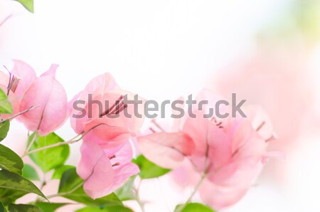 Papier bloemen tuin natuur park voorjaar Stockfoto © sweetcrisis