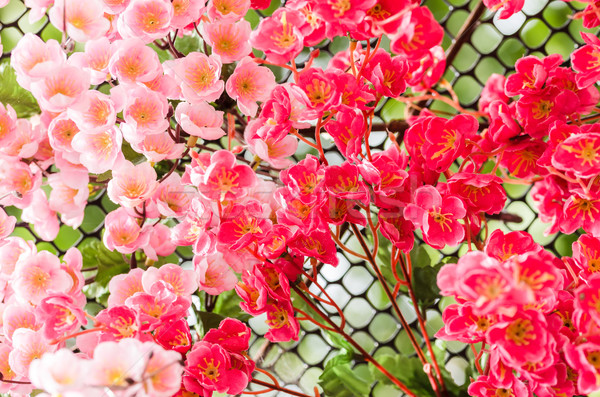 Stock photo: Red flower