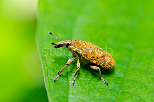 Stockfoto: Bruin · bug · groene · natuur · tuin · chinese