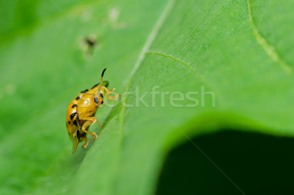 Naranja escarabajo verde naturaleza jardín primavera Foto stock © sweetcrisis