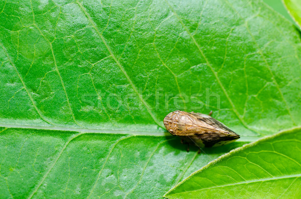 Insectă verde natură grădină Imagine de stoc © sweetcrisis