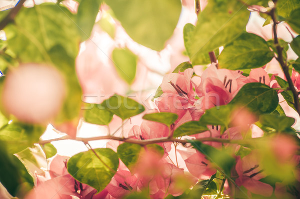紙 花 ヴィンテージ 庭園 自然 公園 ストックフォト © sweetcrisis